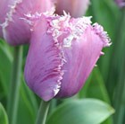 fringed tulip