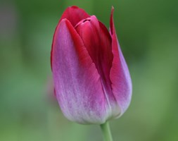 Tulipa 'Pittsburg' (triumph tulip bulbs)