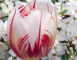Tulipa 'Happy Generation' (triumph tulip bulbs)