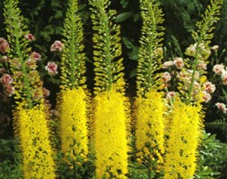 Eremurus stenophyllus (foxtail lily bulbs)