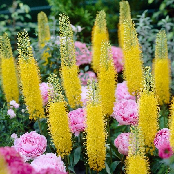 foxtail lily bulbs foxtail lily bulbs