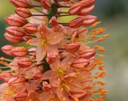 Eremurus x isabellinus 'Cleopatra' (foxtail lily bulbs)