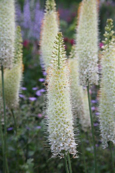 foxtail lily bulbs foxtail lily bulbs
