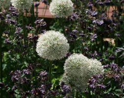 allium bulbs