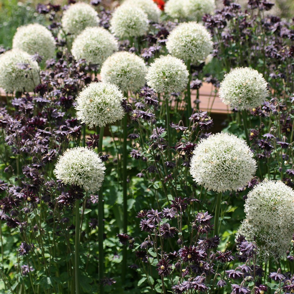allium bulbs allium bulbs