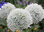 allium bulbs