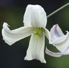 clematis (group 3)