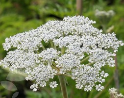 selinum