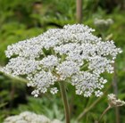 Selinum carvifolium