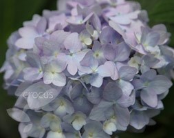 hydrangea