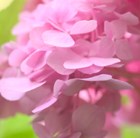 hydrangea