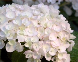 hydrangea