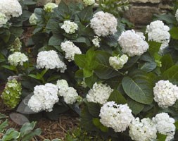 hydrangea