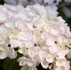 hydrangea