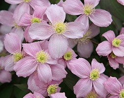 Clematis montana var. rubens (clematis (group 1))