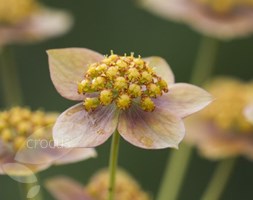bupleurum