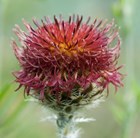 knapweed