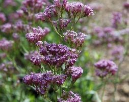 Centranthus lecoqii (valerian)