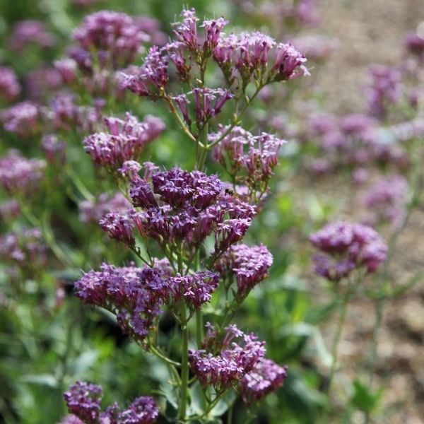 valerian valerian