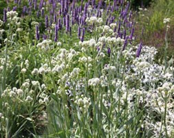 button eryngo