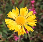 blanket flower