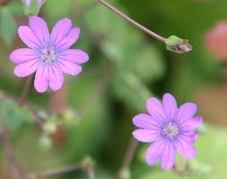 Geranium pyrenaicum 'Bill Wallis' (pyreneal cranesbill)