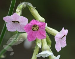 tobacco plant