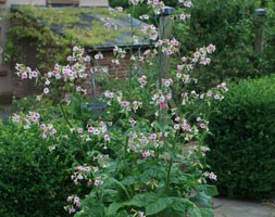 tobacco plant