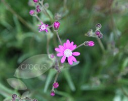 Senecio polyodon (senecio)