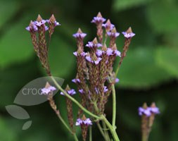 Lavender Verbena
