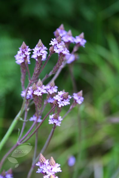 verbena verbena