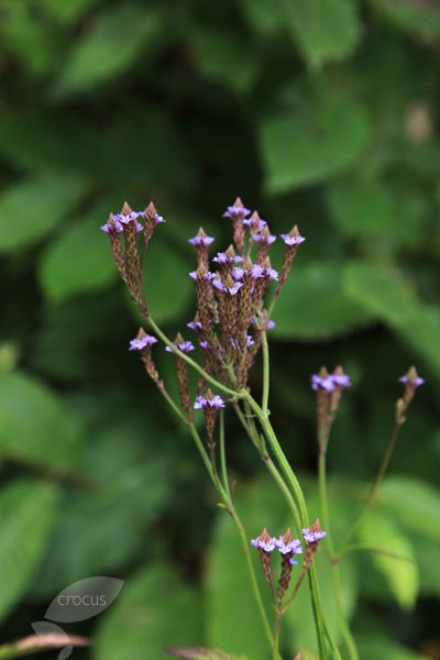 verbena verbena