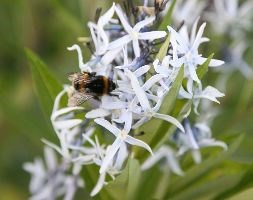 Amsonia tabernaemontana var. salicifolia (amsonia)