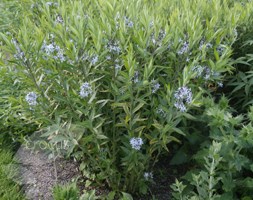 amsonia