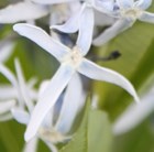 amsonia