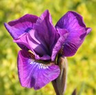 Siberian iris