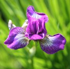 Siberian iris