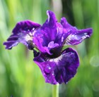 Siberian iris