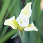 Siberian iris