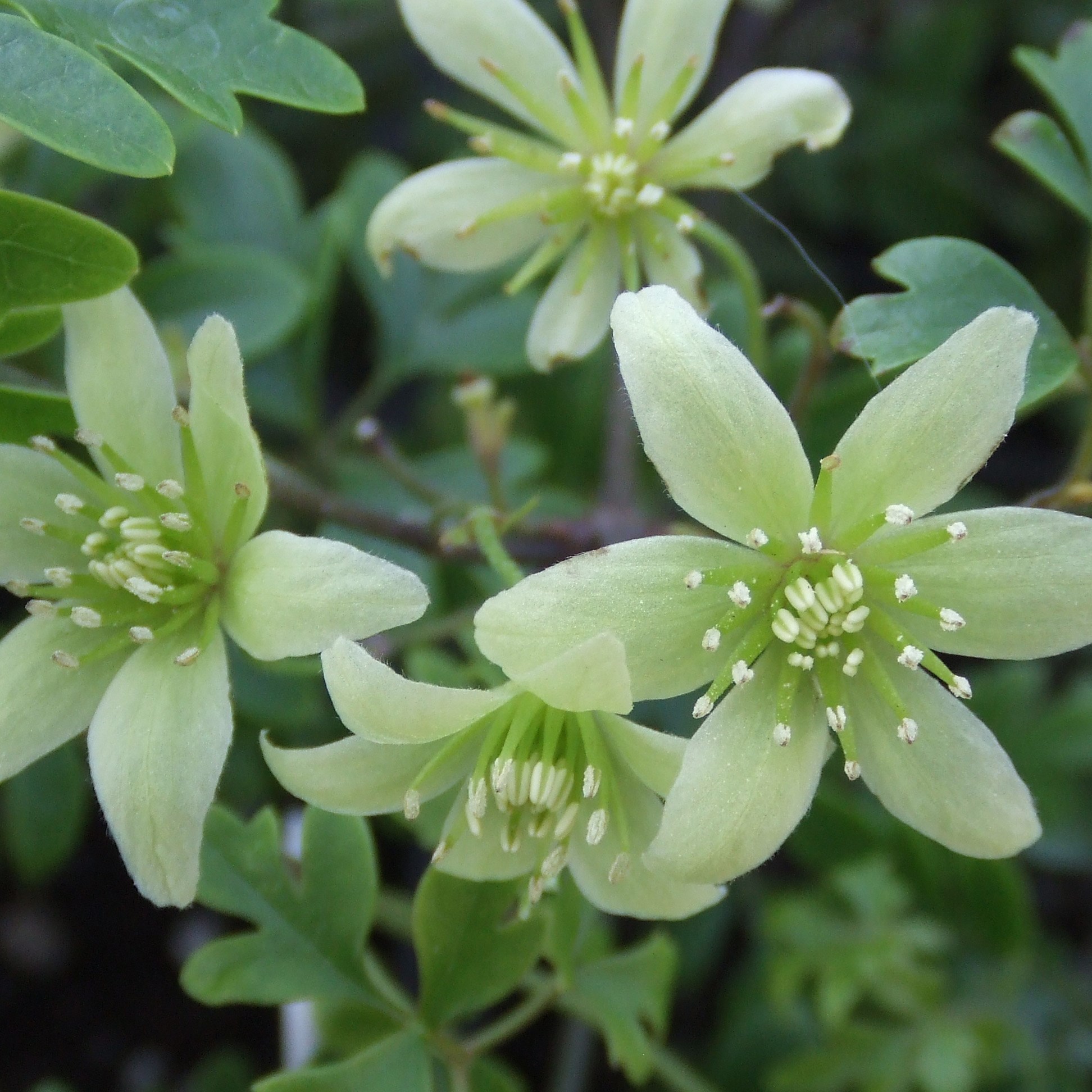 clematis (group 1)