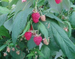 raspberry - primocane (mainly autumn fruiting)