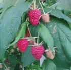 raspberry - autumn fruiting