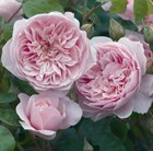 rose Wisley 2008 (shrub)