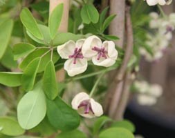 Akebia quinata cream-flowered (chocolate vine)