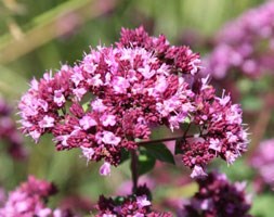 oregano