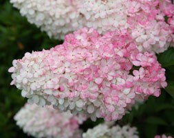 Hydrangea paniculata Vanille Fraise ('Renhy') (PBR) (hydrangea)