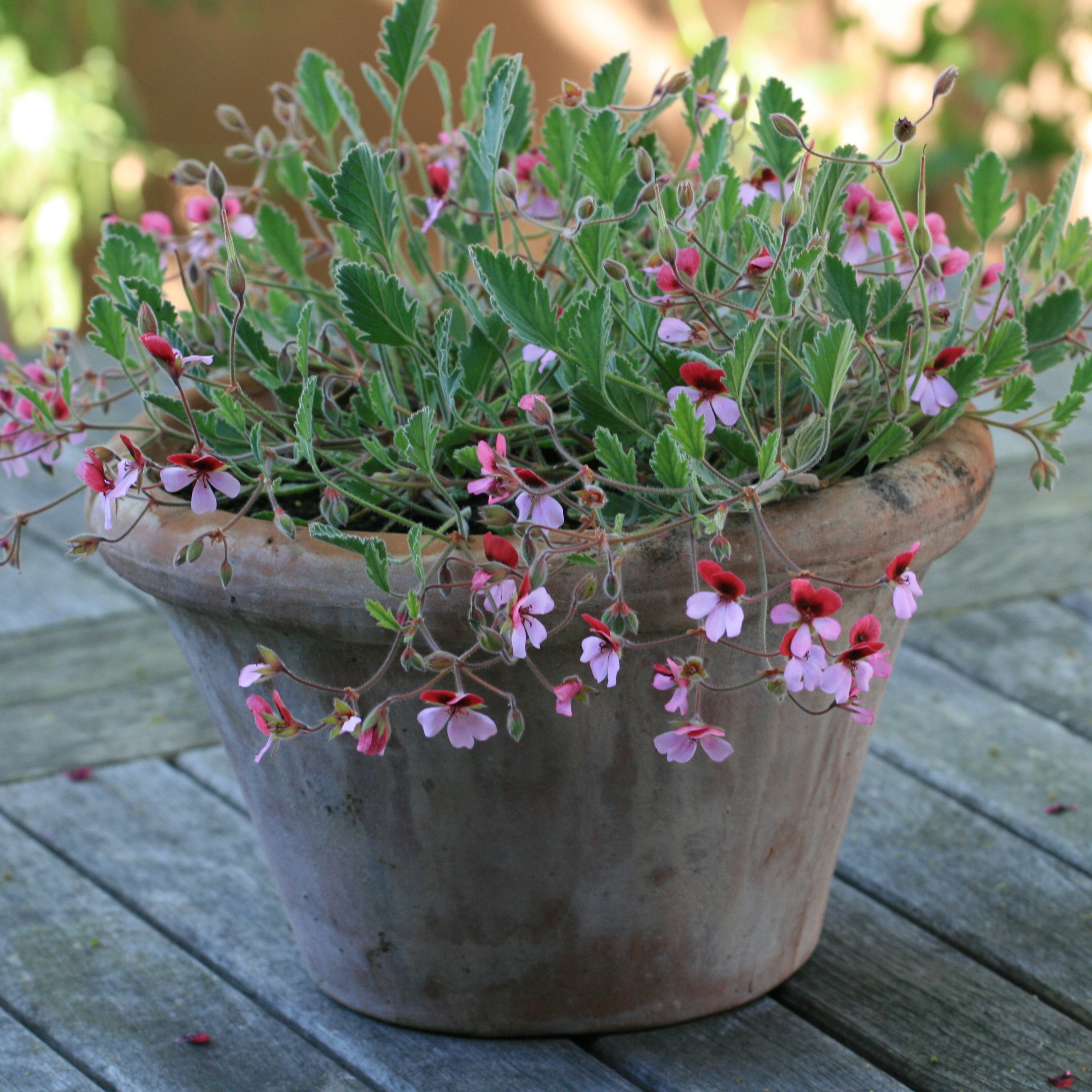 three species pelargoniums
