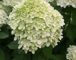 hydrangea