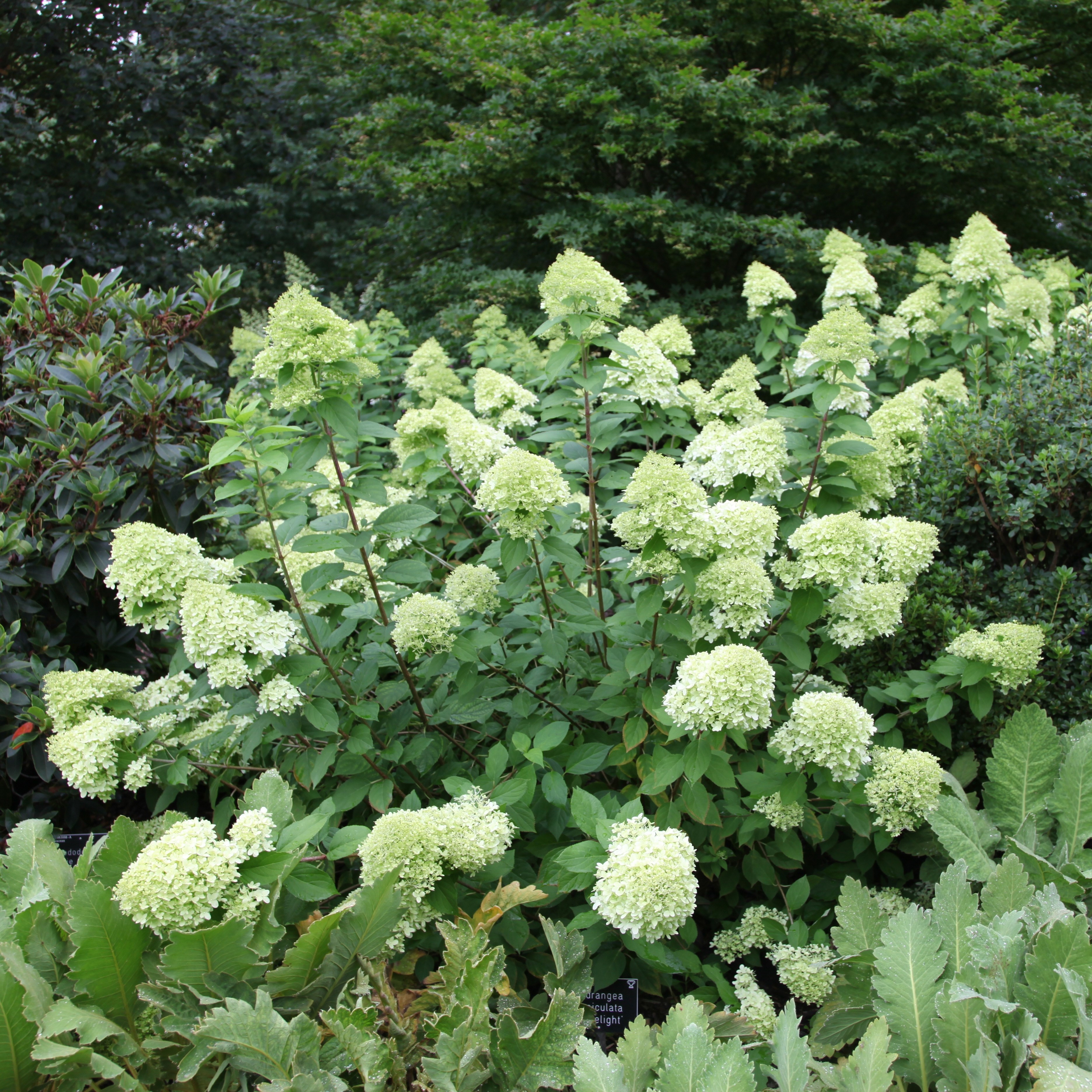 hydrangea