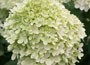 hydrangea